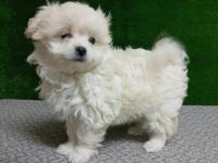 55 günlük terrier yavrular