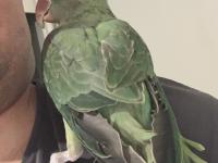 Bir Yaşında Dişi Evcil Alexander (İskender Papağanı)