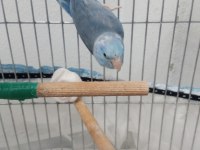 Kızgın İsim Bilezikli Forpus