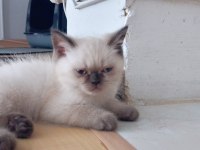 2 Aylık İran Kedisi