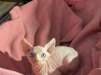 Üst Düzey Kalitede Sfenks