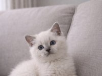 64 günlük blue point bebek british shorthair