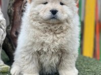 Küt Burun Chow Chow Yavrularımız