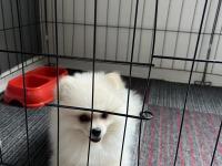 Köpeğimiz Hakkında Detaylı Bilgi İçin Arayınız