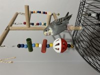 Yeni Yeme Düşmüş Erkek Muhabbet Kuşu