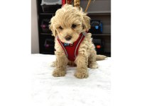 Muhteşem Renk Maltipoo Bebekler