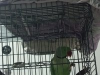 Alexander İskender Papağanı Konuşmaya Yatkın