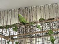 Erkek Pakistan Papağanı