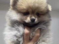 Uygun pomeranian