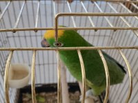 Geveze Sarı Alın Amazon Papağanı