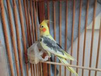 Kafesiyle Beraber Sultan Papağanı