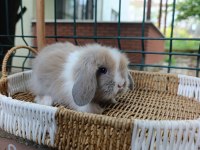 Hollanda teddy lop tavşan yavrularımız