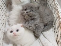 Longhair Poncik Bebek Kedilerimiz