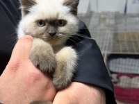 Sağlıklı ve bakımlı british shorthair