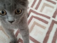 A Kalite British Shorthair