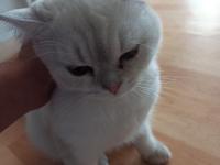 Acil Ücretli Sahiplendirme Kedimiz