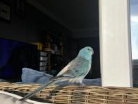 Şarkıcı Pareket Papağanımız