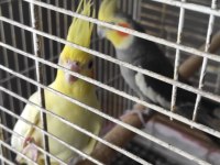 Çift sultan papağanı + büyük jako kafesi