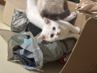 3 aylık british shorthair