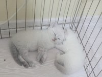 British Shorthair Blue Point Bebişler