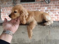 Sağlıklı Cocker Yavrular