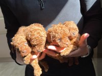 Kore Red-Brown Toy Poodle Yavrularımız