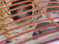 Ev Sıcaklığında Beslenen Hint Bülbülleri 1-2-3 Aylık