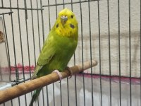 Eşe Hazır Kızgın Dişi Muhabbet Kuşum Uyguna