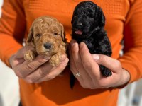 Irk ve sağlık garantili poodle 14 adet yavru