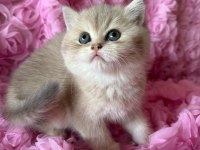 Dişi bebek kedim sahibini bekliyor