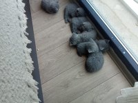 Safkan British Shorthair Yavrularımız