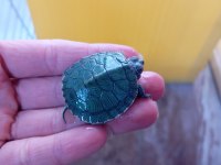 Yavru Singapur Kaplumbağa