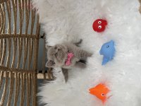 British Shorthair Lilak 2 Aylık