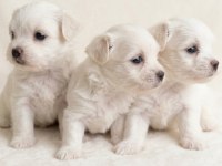 0 Numara En Küçük Boy Maltese Bebekler