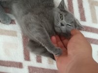 A Kalite British Shorthair