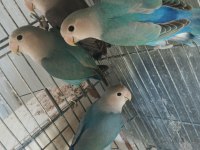 Yavru sevda papağanları