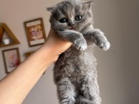 British Longhair Yavru Kedimiz