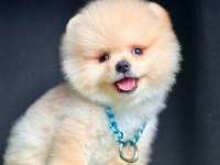 Safkan Pomeranian Boo Yavru Köpekler