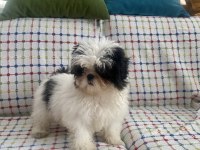 Mini Boy Maviş Şitsu Kızımız