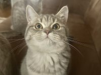 British dişi ve erkek kedilerim