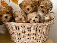 Vecihiden Irk Ve Sağlık Garantili Mini Maltipoo Bebekler