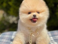 Safkan Pomeranian Boo Yavrularımız