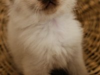 Dişi Ragdoll Yavrumuz Yeni Yuvasını Arıyor