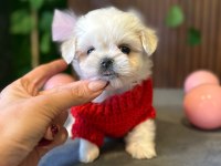 Mini Maltese Terrier