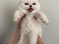 Arslan parçası scottish fold