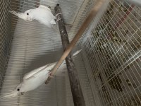 Albino hazır sultan papağanı takım yumurtalı