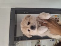 2 aylık pomeranian yavrular