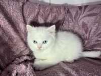 British Güzel Bebek