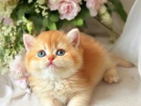 Lisanslı Üretim Evinden British Shorthair Golden
