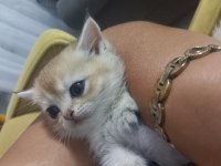 Golden Yeşil Mavi Göz Mükemmel Bebek Kedilerim